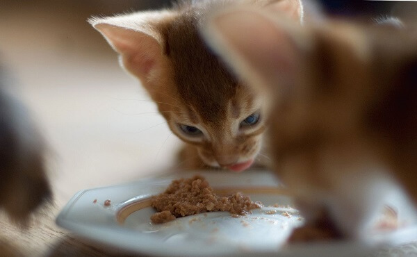 Кормление котят в возрасте 2 месяца: рацион, продукты, сухие корма