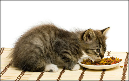 Специализированный корм для 2х месячного котенка