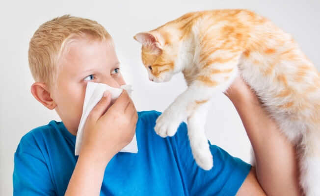 Как проявляется аллергия на кошек: симптомы и лечение