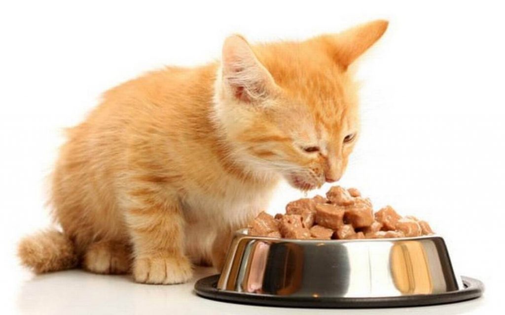 Котенок ест влажный корм