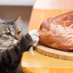 Чем кормить кота в домашних условиях: натуральной едой