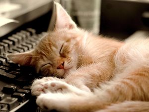 Кошка спит на клавиатуре