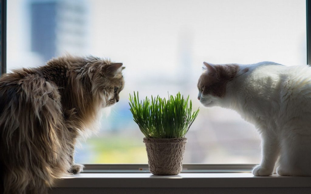 Коты и горшок с растением