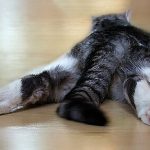 Лечение глистов у кошки