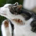 Аллергия у кошек: симптомы и правильное лечение