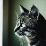 Лечение иммунодефицита у кошек