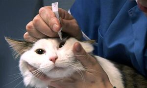 Лечение ринотрахеита у кошки