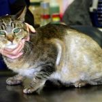 Лечение демодекоза у кошки в домашних условиях