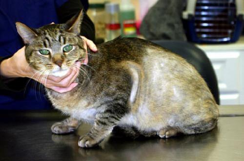 Лечение демодекоза у кошки в домашних условиях