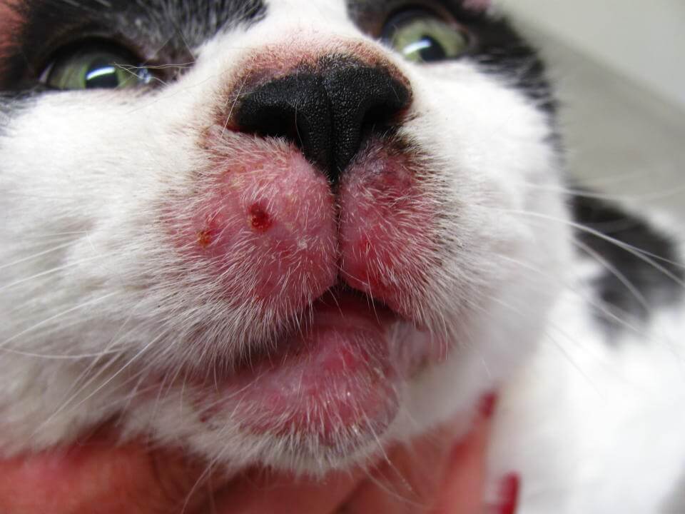 Демодекс на лице у кошки