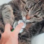Лечение вирусной лейкемии у кошек
