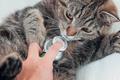 Лечение вирусной лейкемии у кошек