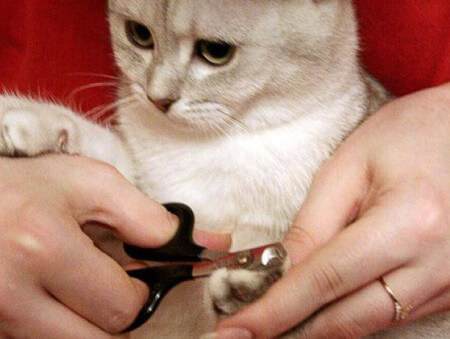 Подстригаем кошке когти