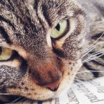 Лечение короновирусной инфекции у кошек