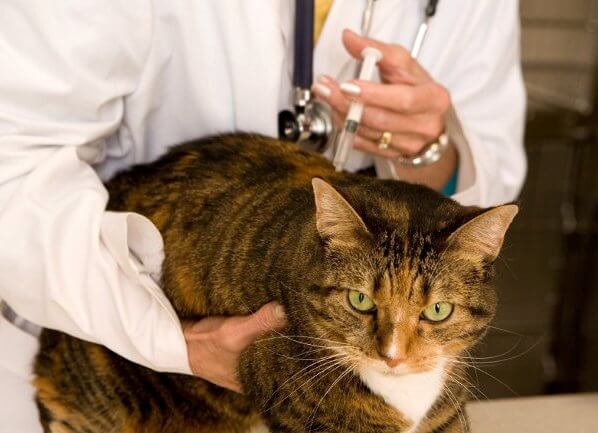 Вакцинация кошки от короновируса
