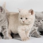 Имена для кошек: подбор необычных кличек по разным критериямИмена для кошек: подбор необычных кличек по разным критериям