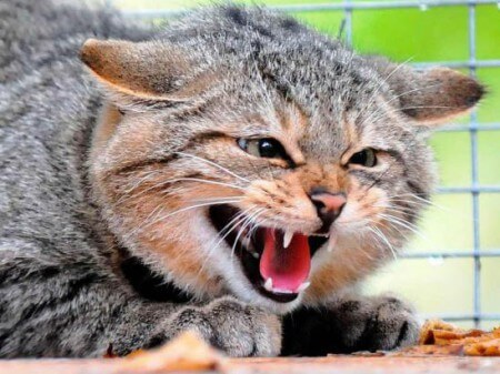 Бешенство у кошек: симптомы, лечение и профилактика опасного заболевания