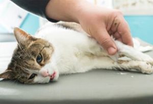 Лечение кошки от вирусного перитонита