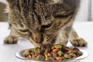 Неправильное питание у кошки