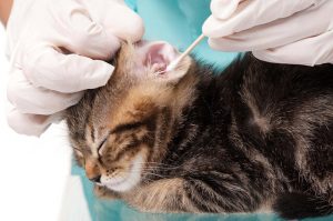 Удаление инородного тела из уха кошки