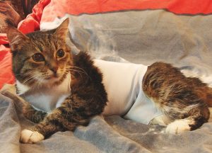 Кошка после лечения опухоли молочной железы