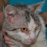 Лечение дерматита у кошек
