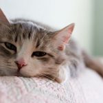 Лечение гастрита у кошки в домашних условиях