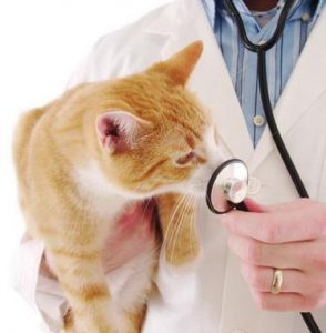 Доктор и кошка с токсоплазмозом