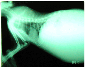 Асцит на рентгене у кошки