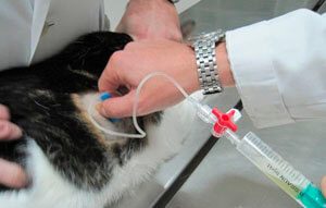 Лечение асцита кошки у ветеринара