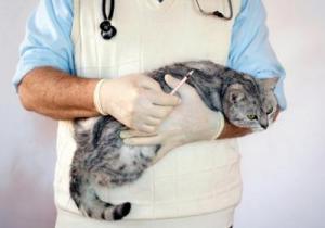 Лечение хламидиоза у кошки