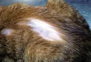 Линька у кошки из-за ослабленного иммунитета