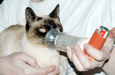 Кошка с астмой