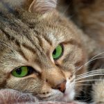Лечение подкожного клеща у кошек
