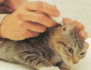 Прочистка ушей у кошки от ушного клеща