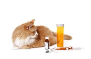 Лечение таблетками сахарного диабета у кошки