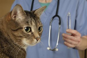Лечение кошки от гастрита
