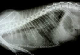 Отёк легких у кошки на рентгене