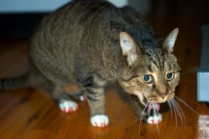 Симптомы отёка легких у кошки
