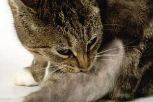 Лечение дерматита у кошки