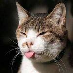 Лечение токсоплазмоза у кошек