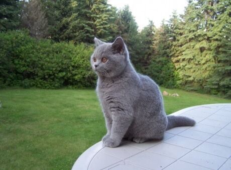 Британский кот серого цвета