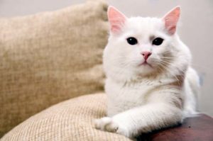 Какого цвета глаза у ангорской кошки