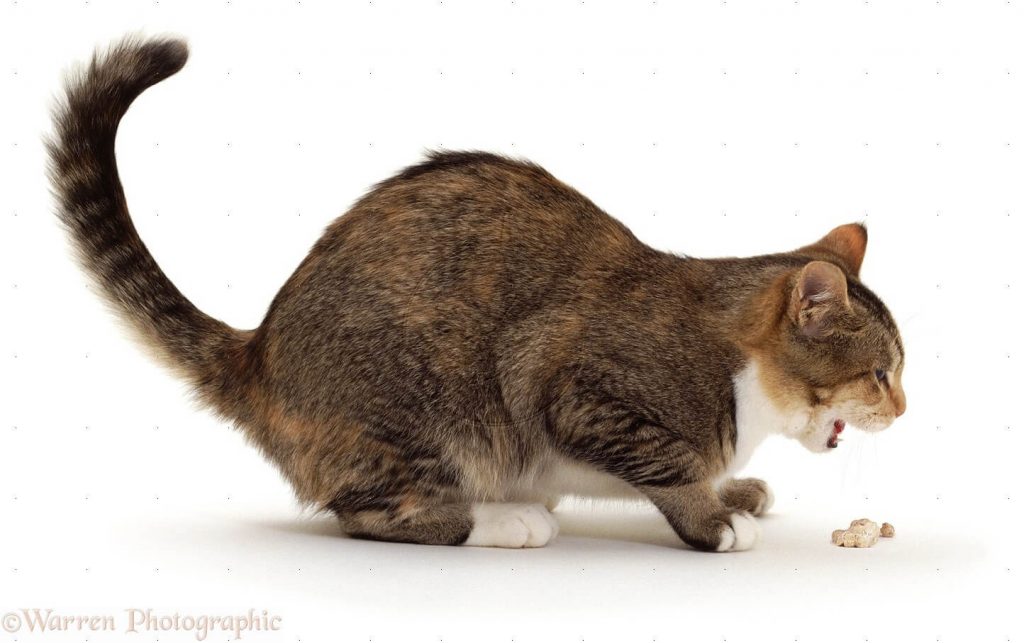 Рвота у кошки: выясняем причину и эффективное лечение