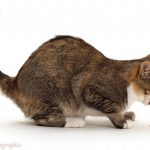 Рвота у кошки: выясняем причину и эффективное лечение