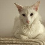 Белый балинезийский кот