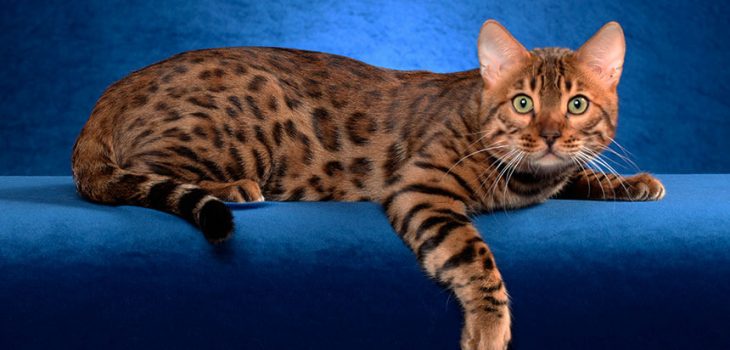 Виктор решил выяснить соответствует ли изображенная на фотографии кошка породы бенгальская кошка