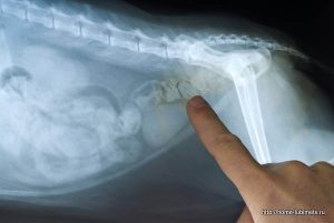 Запор у кошки на рентгене