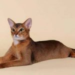 Абиссинская кошка фотография