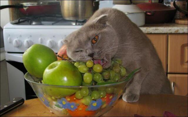 Британский кот ест виноград
